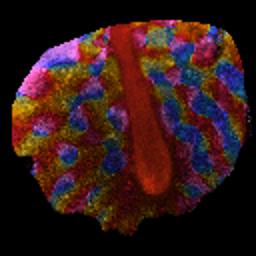 Application Research Projects Oct Research